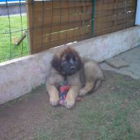 Leo 06 
